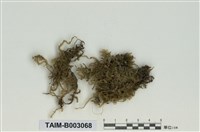 藏品(蔓苔科)的圖片